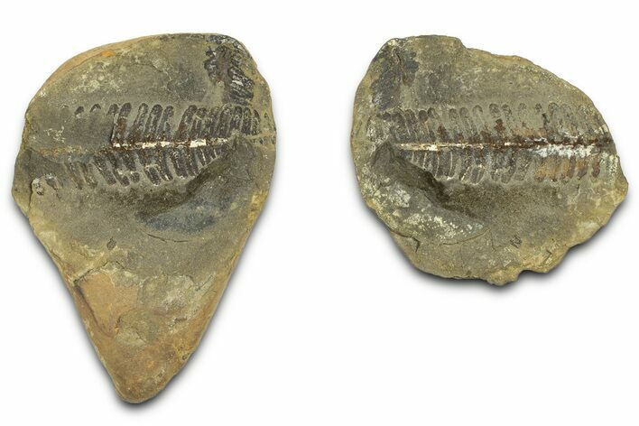 Fossil Fern (Pecopteris) Nodule Pos/Neg - Mazon Creek #331704